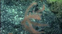 Bottlebrush black coral