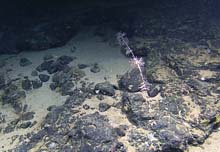 A juvenile groomed poodle coral