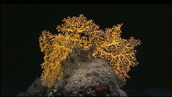 Enallopsammia coral