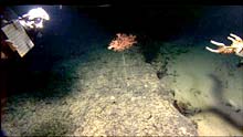 A Metallogorgia coral on a sediment-free ledge at 1600 meters depth.