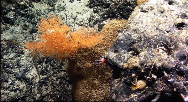 A bamboo coral and other suspension feeders grow on a rocky outcrop at 1630 meters depth. 