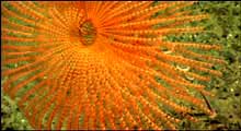 A close-up of the coral Iridogorgia showing the feeding polyps lined up on one side of the branches.