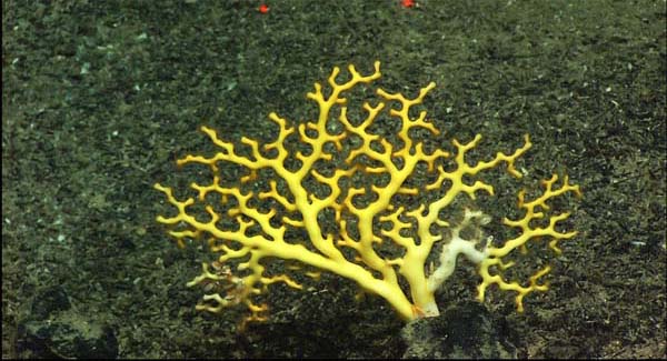 The backside of an Enallopsammia hard coral attached to basalt rock