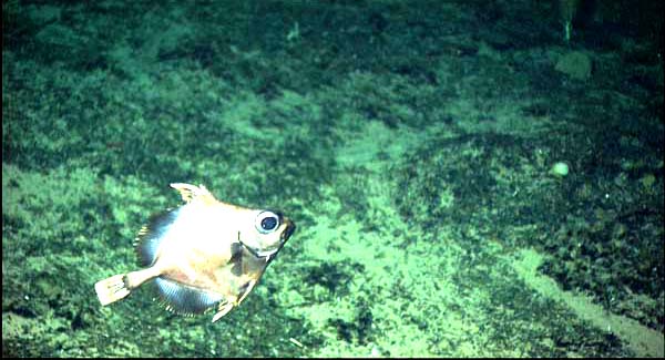 False Boarfish.