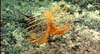 A grenadier drifts by a black coral.