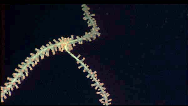 A close-up view of the polyps of the bamboo coral Keratoisis. 