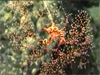 Chief Scientist Les Watling discusses the biogeography of fauna over images of a variety of coral species.