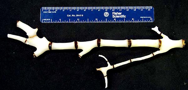 Coral polyps and tissue have been removed from a branch of a bamboo coral to show the node-internode structure of the skeleton.