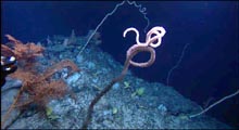 On Manning Seamount an oreo swims among tall, whip-like Lepidisis bamboo corals with pigtail coils that leave the impression of an otherworldly forest. 