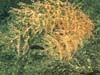 A red shrimp is visible in the branches of a Chrysogorgia  coral.