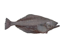 Greenland halibut