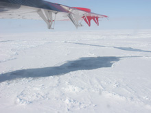 Several male narwhals in Inglefield Bredning