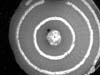 Scientists used this cross section of bamboo coral, sampled from Davidson Seamount, for lead-210 dating.