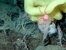 Red vermillion crab ( Paralomis verrilli ) dangling off a yellow sponge, amidst a white sponge, white coral, shrimp, brittle stars, and an isopod on the Davidson Seamount