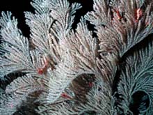 Big white coral (unidentified primnoid) on the Davidson Seamount at 1570 meters depth.