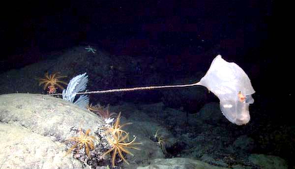 The stalked tunicate.