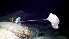 The stalked tunicate. 