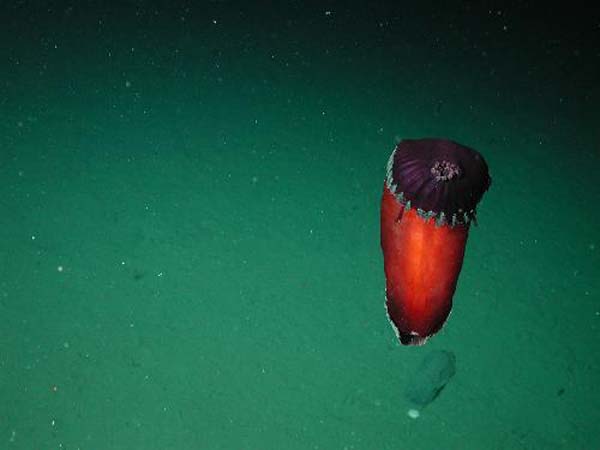 A red flat Spanish dancer sea cucumber (Benthodytes sp.) is hovering at 2789 meters depth on the Davidson Seamount. 