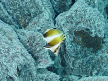 On East Diamante seamount, a banded butterfly fish hovers over a white mat of bacterial filaments.