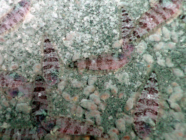 On East Diamante seamount, a banded butterfly fish hovers over a white mat of bacterial filaments.