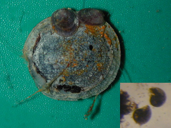 A limpet from NW Eifuku seamount gives a ride to two juveniles.