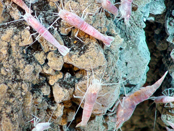 A shrimp found on the NW Rota-1 volcano is also known from the Hawaiian Loihi seamount.