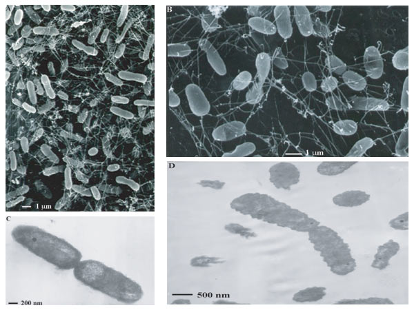 Photomicrographs of a subseafloor thermophile isolated from deep-sea hydrothermal vent fluids.