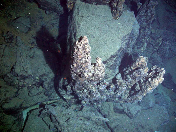 View looking down on some ~1.5 meter (5 feet) tall dead chimneys that grew out of a field of lava boulders.