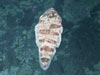 Jason caught this image of a tonguefish swimming in front of the camera.