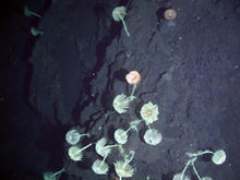 Stalked crinoids clinging to the steep, basaltic terrain at Ruby volcano.