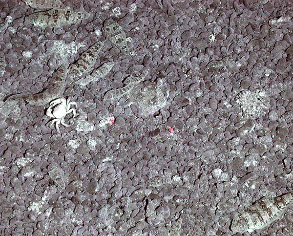 Tongue fish and crabs on the seafloor at Daikoku.