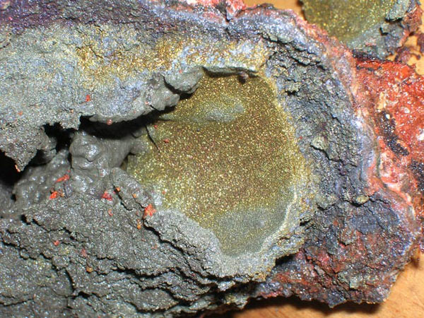 A cross section of the chimney cultured for microbial studies.