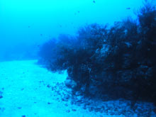 Black coral at 210 feet Makahuena Point, Kauai Hawaii.