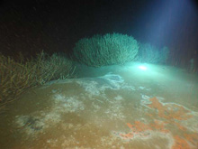 Large tubeworm aggregations