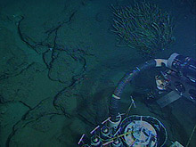 This image taken from ALVIN shows a lone tubeworm bush growing among a number of porous carbonate boulders