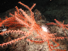 gorgonian