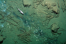 An orange roughy swims by vestimentiferan worms