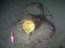 Glacial erratics with a large yellow vase sponge.