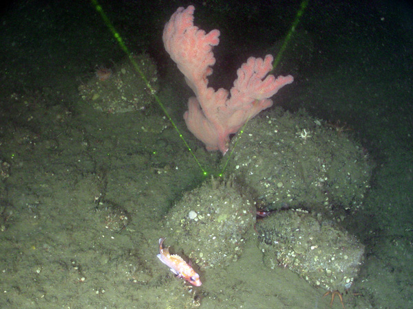 Glacial erratics with a Primnoa sp. coral colony.    