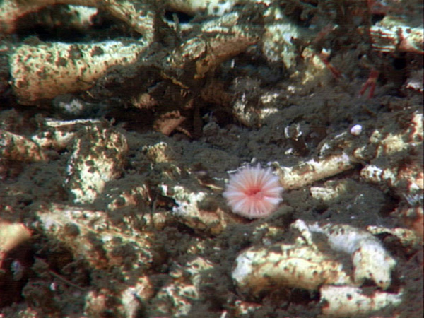 Lophelia pertusa living colony surrounded by skeletal non-living colonies