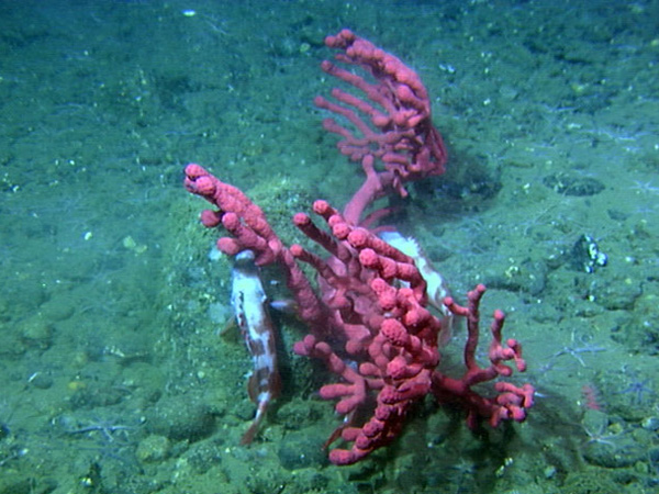 Paragorgia provides habitat for rockfish