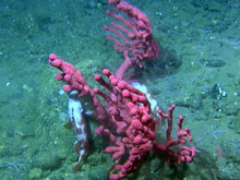 Paragorgia provides habitat for rockfish