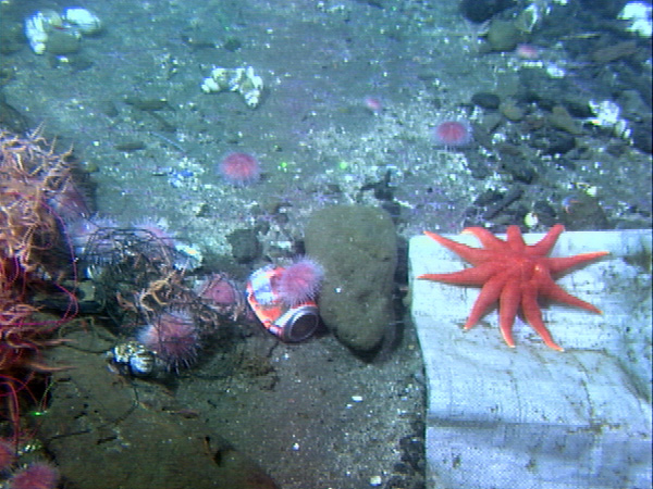 Lophelia pertusa colony individuals with their tentacles extended.