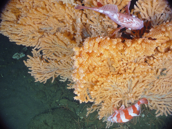 Primnoa colony with crinoids and basket stars