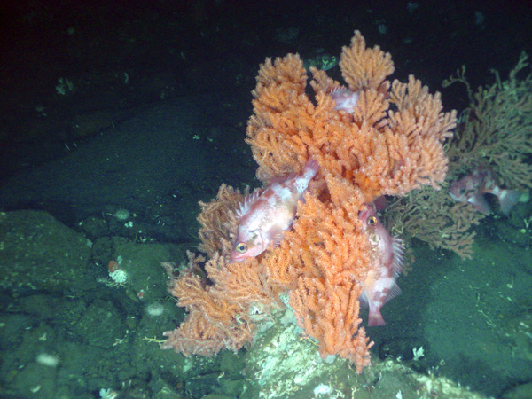 Primnoa colony 'ornamented' with rock fish