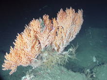 Primnoa colony withh crinoids and basket stars