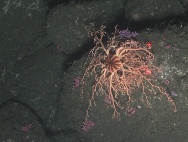 The basket star Gorgonocephalus sp. atop a boulder surrounded by a pink Stylaster sp. hydrocoral