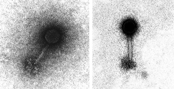  image of marine bacteriophage