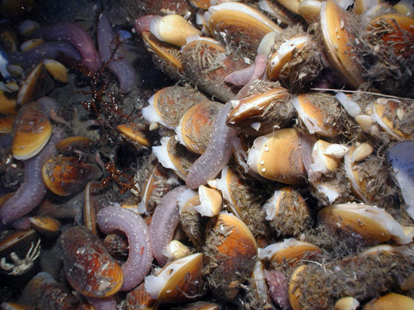 close-up mussel aggregation