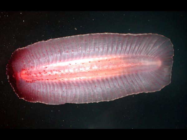 Bottom view of cucumber 